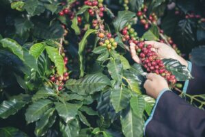 Arábica ou Robusta: qual é a verdadeira diferença?