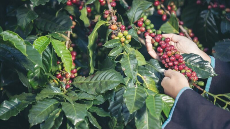 Arábica ou Robusta: qual é a verdadeira diferença?