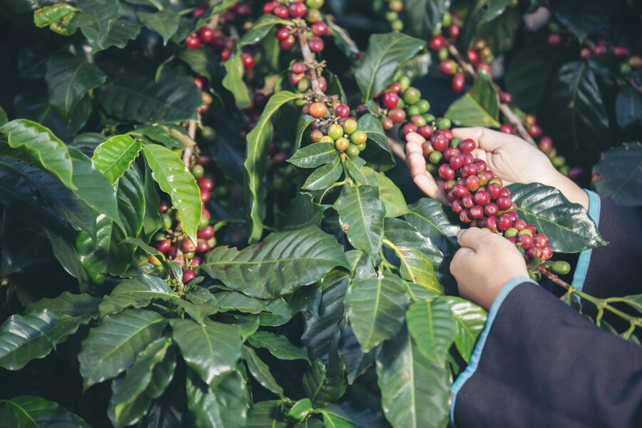Arábica ou Robusta: qual é a verdadeira diferença?